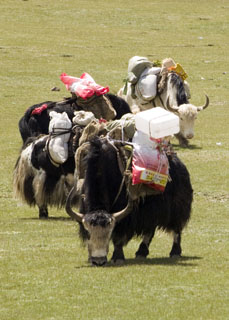 Pack Yak Tibet Spring Brook Ranch